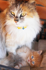 amusing kitten with light blue eyes near its mother