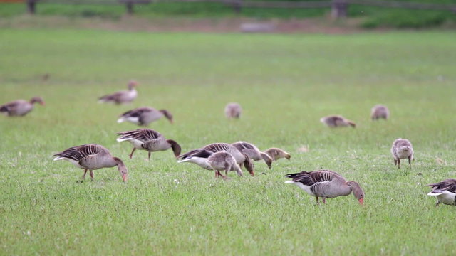 Anser fabalis, Bean Goose, Lower rhine family