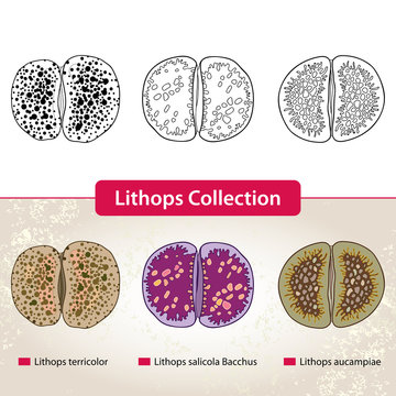 Lithops Collection #1. Series of different succulent plants