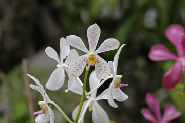 thai orchids
