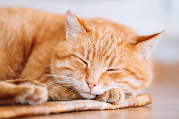 Peaceful Orange Red Tabby Cat Male Kitten Sleeping In His Bed On