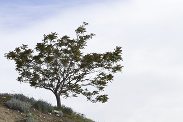 Tree accents slope at Farmington Waterfowl Management Area, Utah