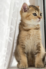 Golden color kitten sitting on the window sill and looking out t