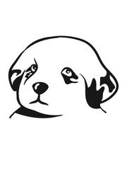 Young sweet sweet dog