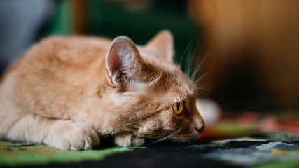 Peaceful Red Cat Male Kitten Lays On Carpet On Floor At Home