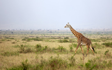 Large adult giraffe walking