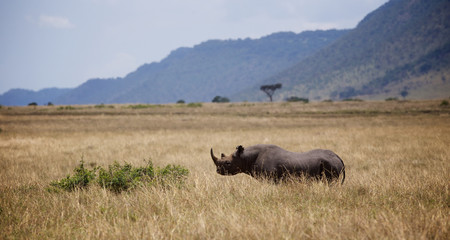 Naklejka premium Black rhino in Kenya