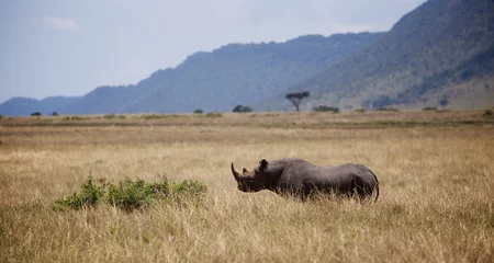 Deurstickers Neushoorn Zwarte neushoorn in Kenia