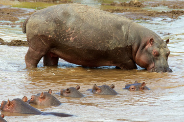 Large wild hippos in the water