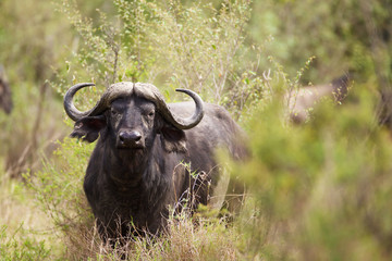 Water buffalo in the bush looking at the camera