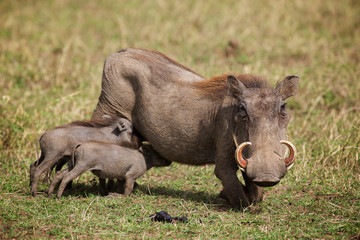Young warthogs feeding on their mother