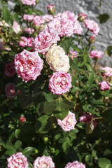Rosebush with pink and white roses