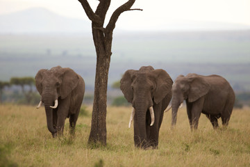Three Large African elephants walking