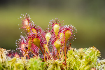 Leaf of Sundew. Sundew (Drosera) lives on swamps insects sticky leaves. - 87738016