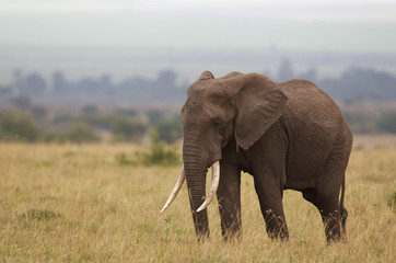 Large African elephant walking