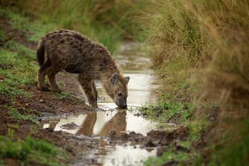 Young Hyena drinking water