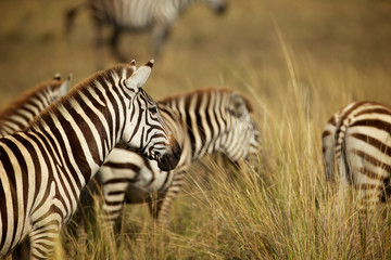 Zebras in long grass