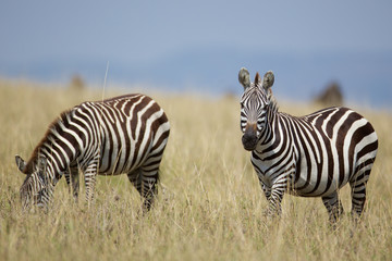 Obraz na płótnie Canvas Two Zebras