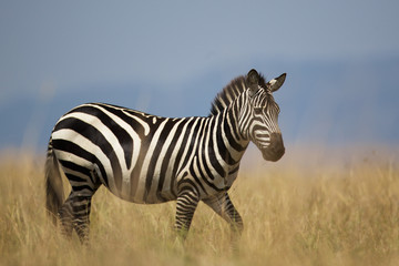 Fototapeta na wymiar Zebra in the long grass