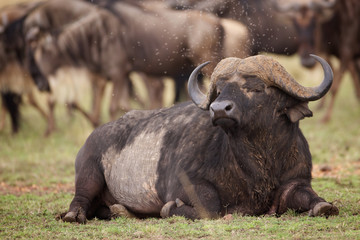 Water Buffalo