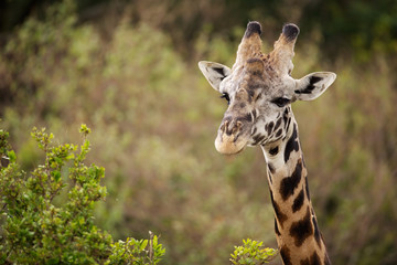 Giraffe close up of head