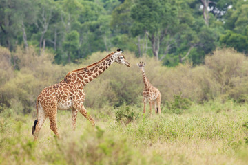 A giraffe walking in the African bush
