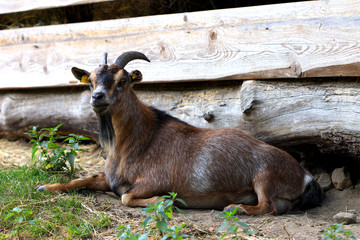 Chèvre brune allongée