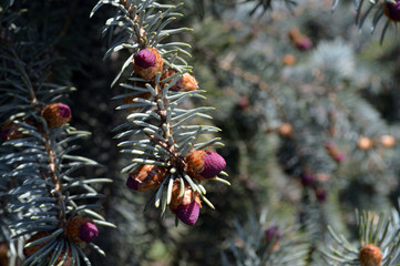 Small young purple cones on a branch of a blue spruce (macro)
