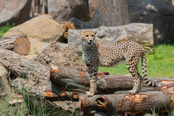 Naklejka premium Leopard posiert und beobachtet seine Beute im Zoo