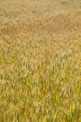 Wheat field background