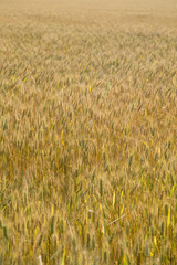 Wheat field background