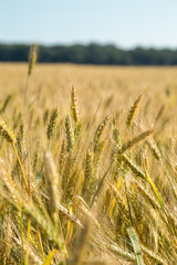 Golden ripe wheat field