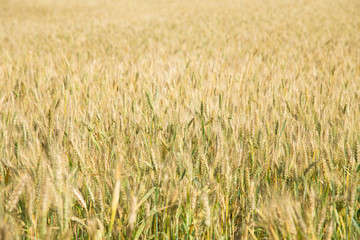 Wheat field background