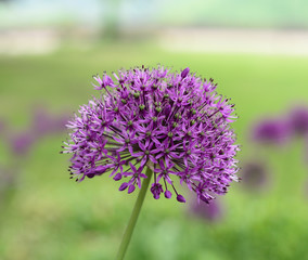 allium flower closeup.