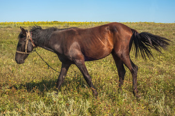 Fototapeta premium A beautiful brown horse grazes in a green grass
