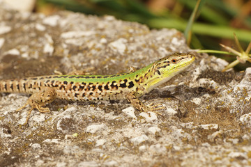 Sand Lizard