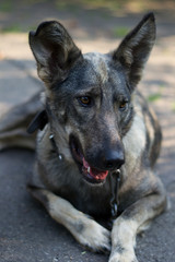 Крупная собака милая