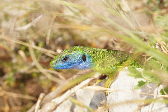 Sand Lizard