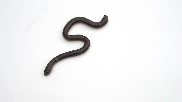 earthworm crawling on a white background