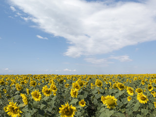 Field of bright yellow sunflowers, blue sky with white