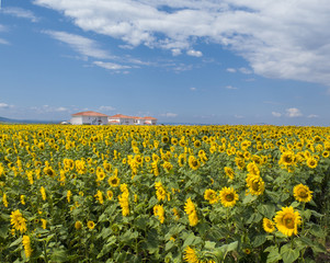 A large field of sunflowers with houses