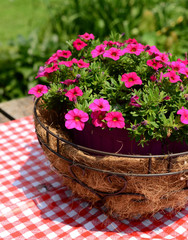 flowerpot in the summer time.