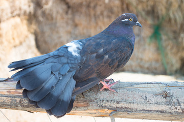 Pigeon