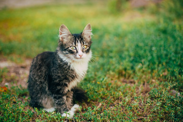 Naklejka na ściany i meble Small Cat Kitten Sitting On Green Spring Grass. 