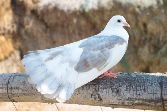 White pigeon