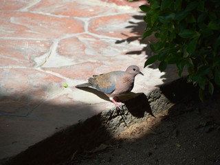 Single brown turtledove on the stone pavement