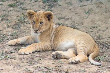 Young lion