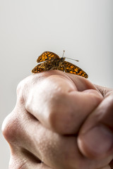 Closeup of a man with a butterfly with open wings on his clenche