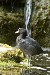 Eurasian Coot, Coot, Fulica atra