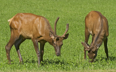 Naklejka na ściany i meble Two Young Male Elk